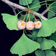 Ginkgo biloba