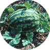 Anguria